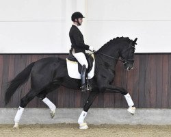 Deckhengst Janeiro Platinum (KWPN (Niederländisches Warmblut), 2014, von Sezuan)