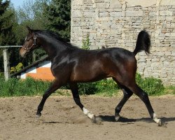 stallion Baron 358 (Trakehner, 2014, from Saint Cyr)