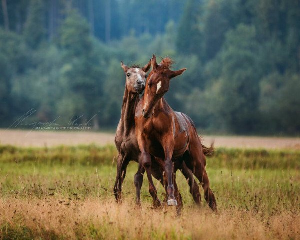 Pferd Federfein (Trakehner, 2017, von Assistent)