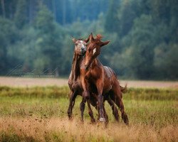 horse Federfein (Trakehner, 2017, from Assistent)