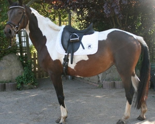 horse Creola (Trakehner, 2009, from Tanzpartner)