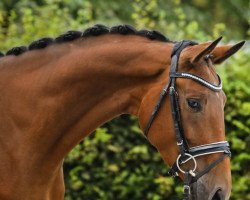 broodmare Summertime (Oldenburg, 2013, from Rheinklang)