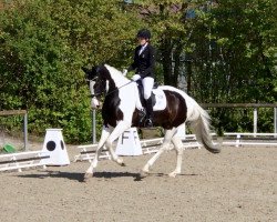 dressage horse Fantastica (Bavarian, 2011, from Samaii)