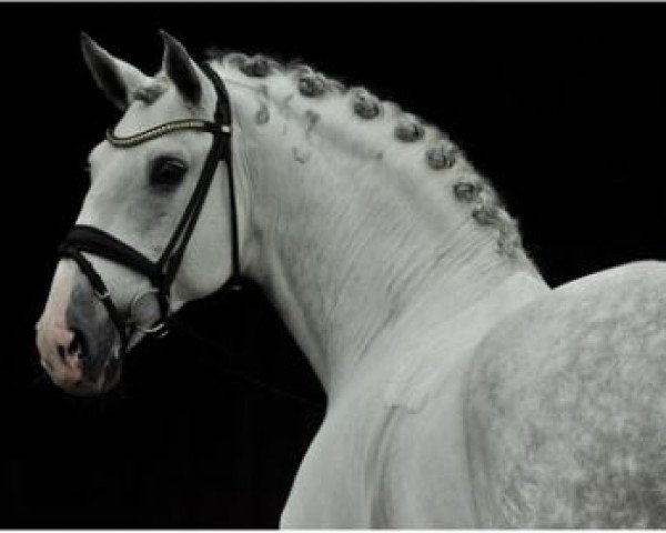 stallion Dragao (Lusitano, 2008, from Unico)