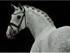 stallion Dragao (Lusitano, 2008, from Unico)