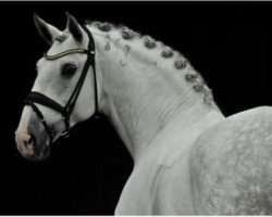 Deckhengst Dragao (Lusitano, 2008, von Unico)