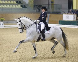 dressage horse Pramwaldhof's Emir (Spanish Sport Horse, 2009, from Roble)