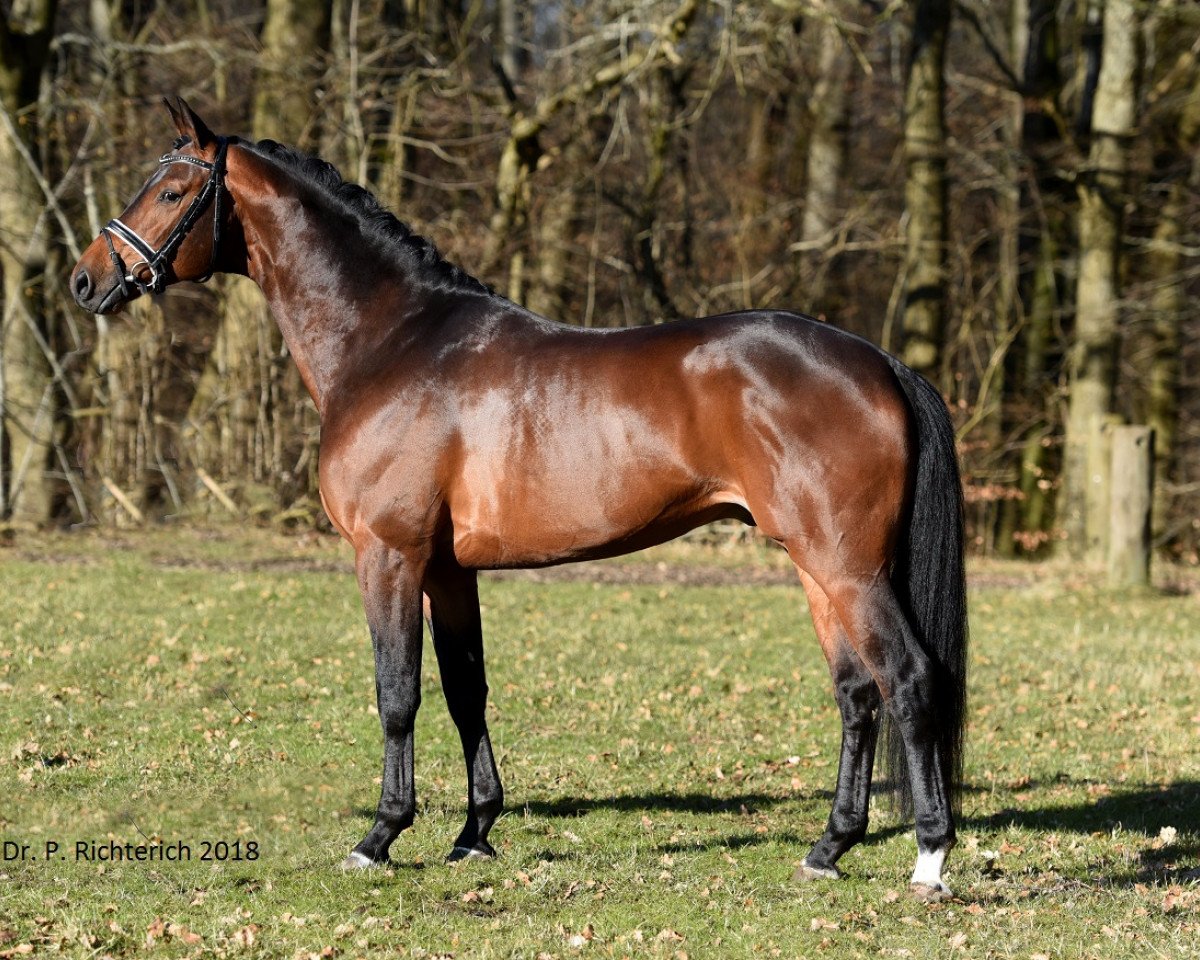 Deckhengst Preussentanz (Trakehner, 2013, von Herbstkönig 2)