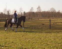 broodmare Die Schöne R (Hanoverian, 2014, from Don Index)