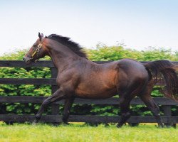 stallion Congrats xx (Thoroughbred, 2000, from A. P. Indy xx)