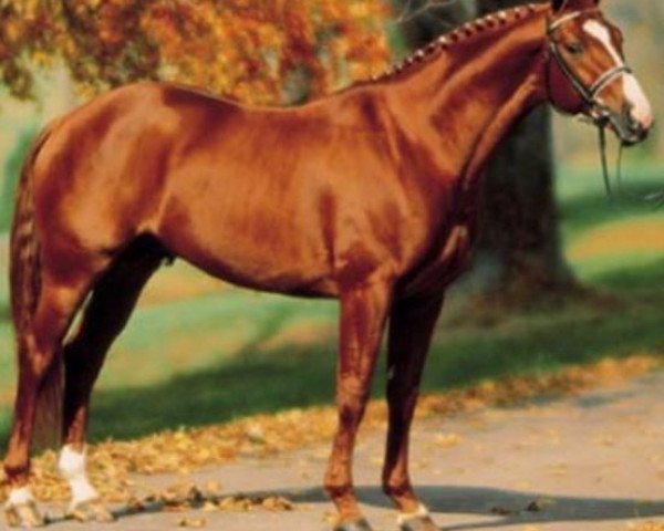 stallion Bordeaux (Hanoverian, 1987, from Bolero)