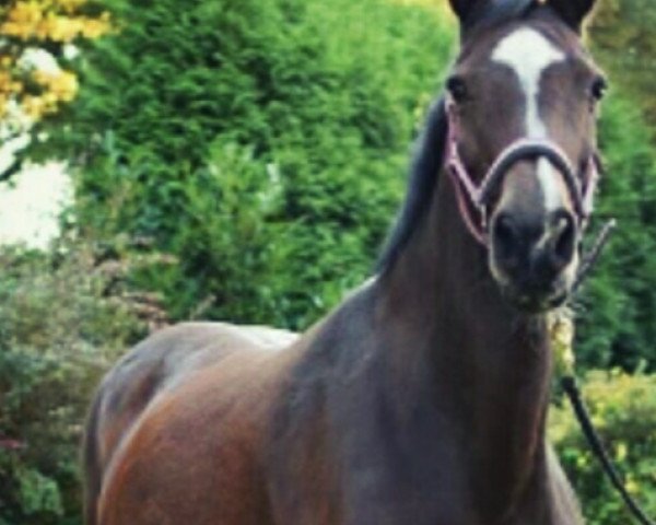 broodmare Comtess (Holsteiner, 2004, from Contender)