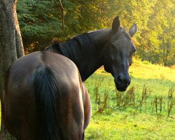 horse Romantika (Polish Warmblood, 2006)