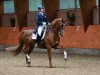 dressage horse Dance with me 6 (Oldenburg, 2006, from Don Schufro)