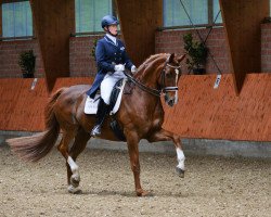 dressage horse Dance with me 6 (Oldenburg, 2006, from Don Schufro)