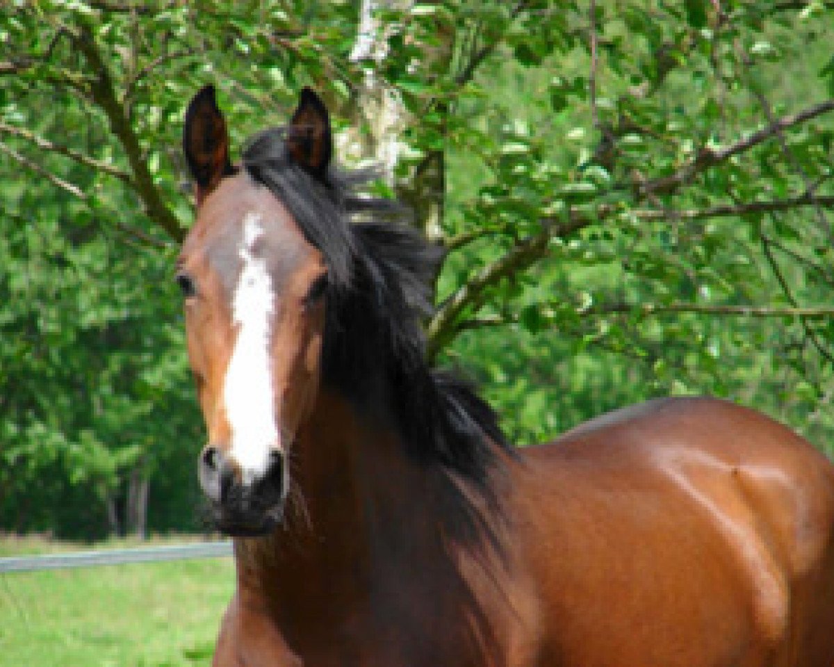 broodmare Angel of Angel (Anglo-Arabs, 2004, from Gil ox)