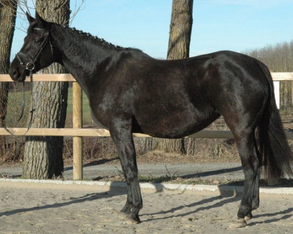 broodmare Donnerlittchen 38 (Hanoverian, 2005, from De Niro)