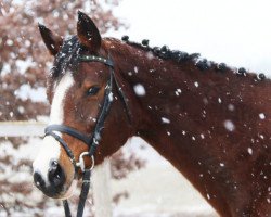 broodmare Quite's Castella (Holsteiner, 2005, from Quite Capitol)