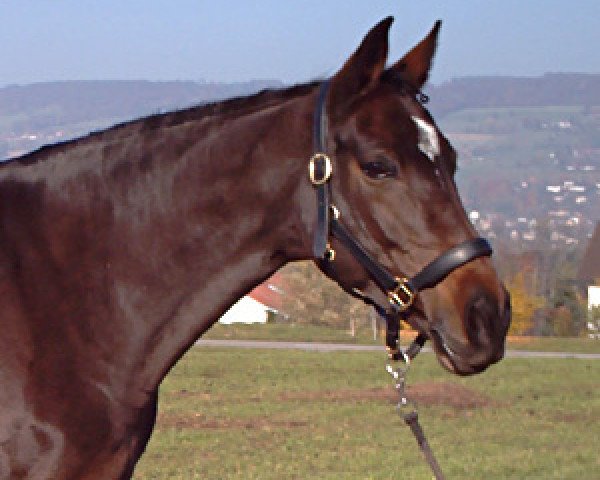 broodmare Lady-Desy (Holsteiner, 1996, from Carpaccio)