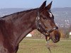 broodmare Lady-Desy (Holsteiner, 1996, from Carpaccio)