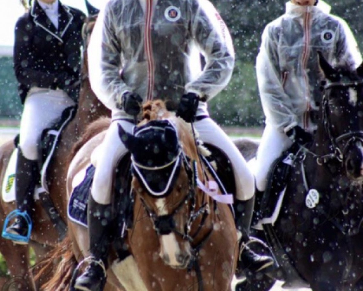 jumper Countros S (Dutch Pony, 2008, from Country)