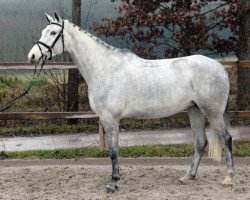 broodmare Caramba von Worrenberg (Holsteiner, 2009, from Cascari)