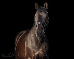 dressage horse Limerick 126 (Holsteiner, 1998, from Lortino)