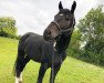 dressage horse Danger Hca (Austrian Warmblood, 2010, from Davignon II)