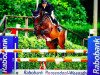 jumper Canaletto 12 (German Sport Horse, 2000, from Campamento)