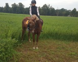 horse Summertime (German Riding Pony, 2007, from Sazar)