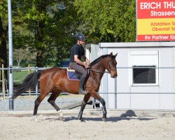 Springpferd Calypsa V. Kappensand CH (+) (Schweizer Warmblut, 2010, von Carentino VZ)