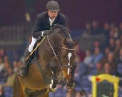 stallion Quasimodo Z (Zangersheide riding horse, 1999, from Quidam de Revel)