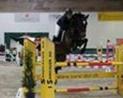 Springpferd Cesna V.kappensand CH (Schweizer Warmblut, 2005, von Calvato VZ)