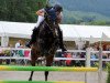 Springpferd Corette V. Kappensand CH (+) (Schweizer Warmblut, 2003, von Calvato VZ)