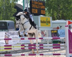 Pferd Cristallo vom Kappensand (Schweizer Warmblut, 2006, von Calvato VZ)