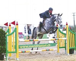 Pferd Chester vom Kappensand (Schweizer Warmblut,  , von Calvato VZ)