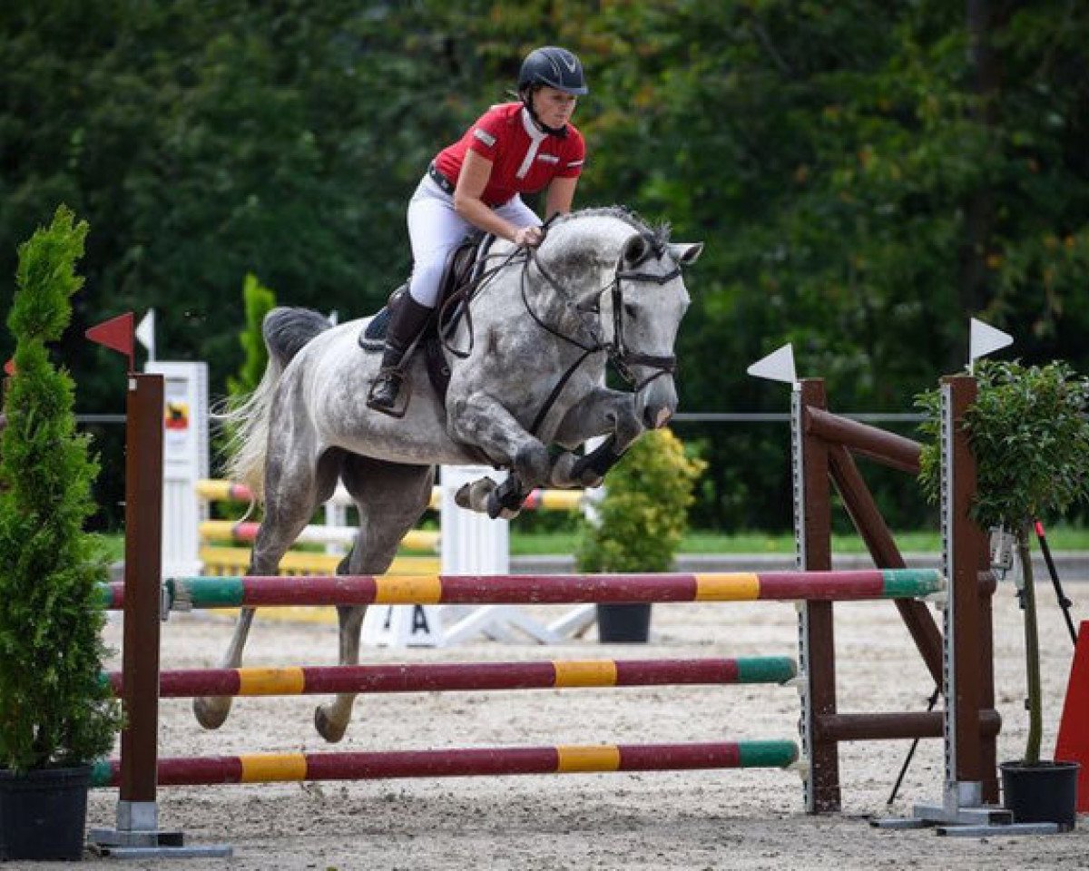 Springpferd Calinka V. Kappensand CH (+) (Schweizer Warmblut, 2010, von Carentino VZ)