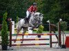 Springpferd Calinka V. Kappensand CH (+) (Schweizer Warmblut, 2010, von Carentino VZ)