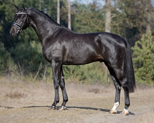 stallion Flynn FRH (Hanoverian, 2014, from Tannenhof's Fahrenheit)