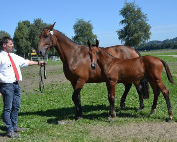 Zuchtstute Urmel CH (Schweizer Warmblut, 2004, von Newton)