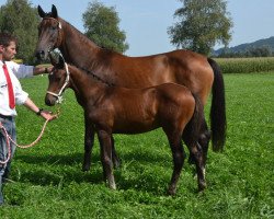 broodmare Cindy vom Kappensand (Swiss Warmblood, 2012, from Carentino VZ)