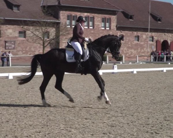 Reitturnier Zweibrücken 2018
