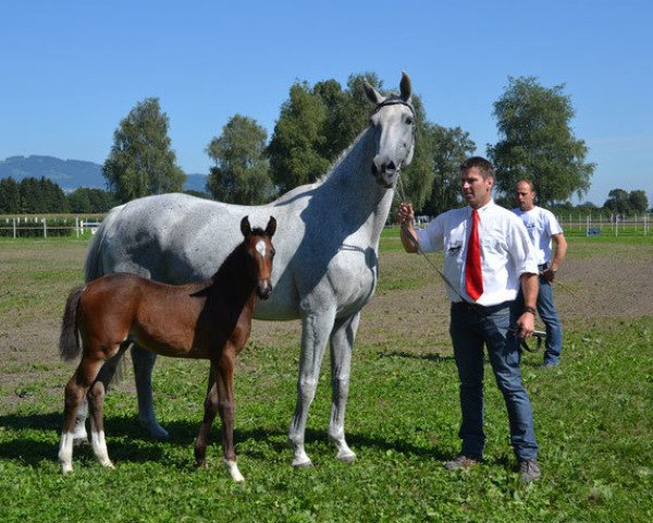 Zuchtstute Chiassa vom Kappensand (Schweizer Warmblut, 1998, von Calvato VZ)