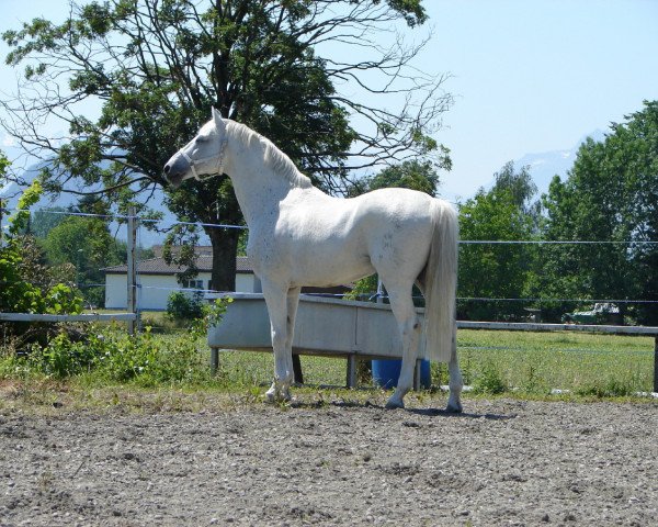 stallion Calvato VZ (Holsteiner, 1991, from Calato)