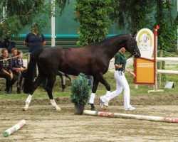 broodmare Scarlett 592 (Württemberger, 2006, from Sir Oldenburg)