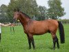 stallion Quat (Holsteiner, 2002, from Querida 35)