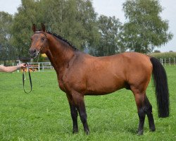 stallion Quat (Holsteiner, 2002, from Querida 35)