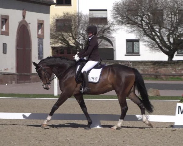 Reitturnier Zweibrücken 2018