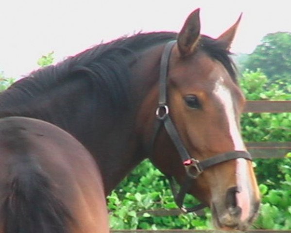 broodmare Cornet-Terma (KWPN (Royal Dutch Sporthorse), 2007, from Cornet Obolensky)