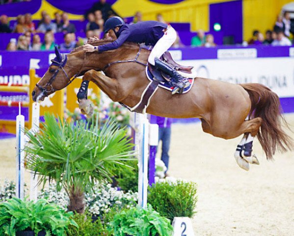 stallion Romanov (KWPN (Royal Dutch Sporthorse), 1998, from Heartbreaker)